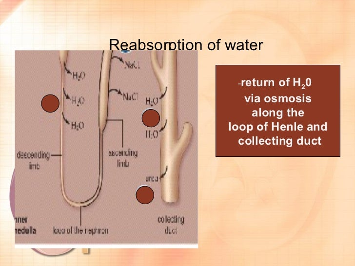 Kidney urine