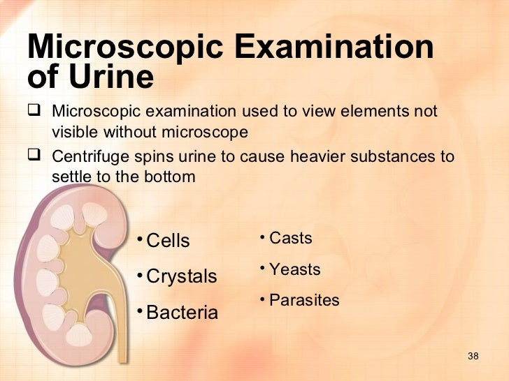 Kidney urine