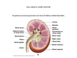 ACU HEALTH CARE CENTRE
Acupressure and acupuncture can heal all Kidney related disorders.
 