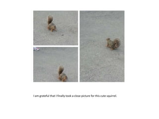 I am grateful that I finally took a close picture for this cute squirrel.
 