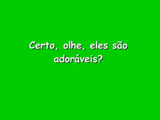 Certo, olhe, eles são adoráveis? 