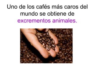 Uno de los cafés más caros del
mundo se obtiene de
excrementos animales.
 