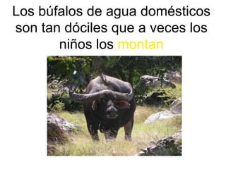 Los búfalos de agua domésticos
son tan dóciles que a veces los
niños los montan
 