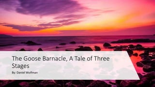 By: Daniel Wolfman
The Goose Barnacle, A Tale of Three
Stages
 