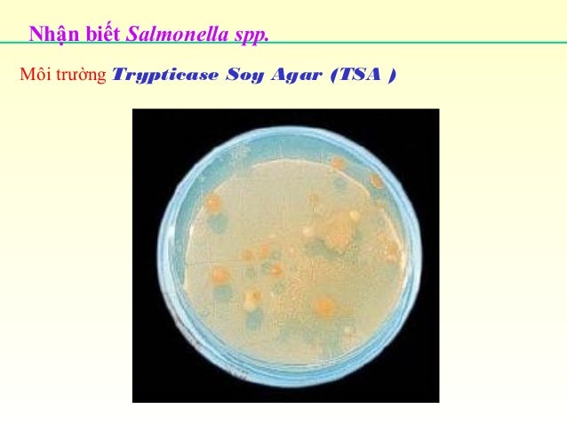 TSA Agar | Tryptic Soy Agar | Môi trường cấy vi khuẩn TSA ...