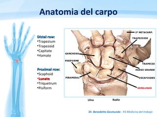 Anatomia del carpo
Dr. Benedetto Gesmundo - R3 Medicina del trabajo
Distal row:Distal row:
•Trapezium
•Trapezoid
•Capitate
•Hamate
Proximal row:Proximal row:
•Scaphoid
•LunateLunate
•Triquetrum
•Pisiform
Ulna Radio
 