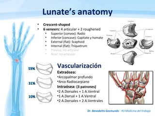 Lunate’s anatomy
Dr. Benedetto Gesmundo - R3 Medicina del trabajo
• Crescent-shaped
• 6 veneers: 4 articular + 2 roughened
• Superior (convex): Radio
• Inferior (concave): Capitate y hamate
• External (flat): Scaphoid
• Internal (flat): Triquetrum
• Previus: no articular
• Rear: no articular
Vascularización
Extraósea:
•Arcopalmar profundo
•Arco Radiocarpiano
Intraósea: (3 patrones)
•2 A.Dorsales + 1 A.Ventral
•1 A.Dorsal + 1 A.Ventral
•2 A.Dorsales + 2 A.Ventrales
59%59%
31%31%
10%10%
 