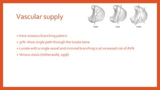 Vascular supply
• Intra-osseous branching patters
• 31% show single path through the lunate bone
• Lunate with a single vessel and minimal branching is at increased risk of AVN
• Venous stasis (shiltenwold, 1996)
 