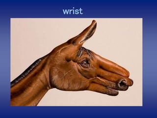 wrist  