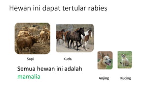 KIE Rabies bugiugukjgkjkjbkjbkjbk.......pptx