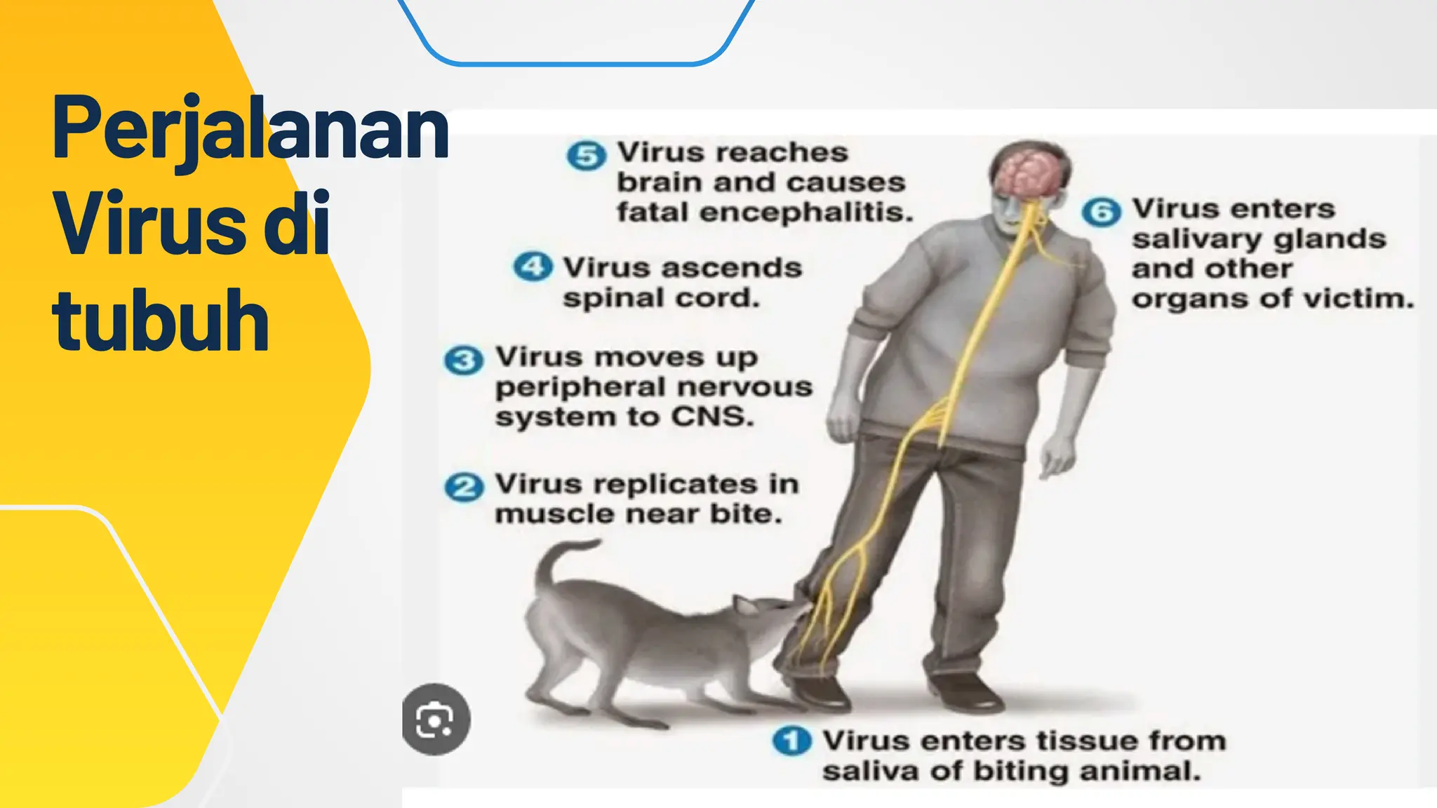 Animasi Rabies Komunikasi, Informasi dan Edukasi RABIES SEKOLAH DASAR.pdf