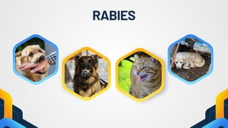 Komunikasi, Informasi dan Edukasi RABIES SEKOLAH DASAR.pdf