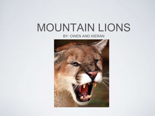 MOUNTAIN LIONS
BY: OWEN AND KIERAN
 