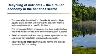 6
• The more effective utilisation of nutrients found in Algae,
aquatic plants and fish will improve the state of Finland’s
waters and reduce the need for fertilisers.
• The commercial fishing of cyprinids and their productisation
into food will ensure the more effective removal of nutrients.
• Feed produced from Baltic herring makes it possible for the
sea area’s fish population to grow carbon neutrally.
• New value and products from Baltic herring and the side
streams of fish processing
Recycling of nutrients – the circular
economy in the fisheries sector
 