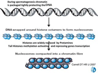 During spermatogenesis chromatin
is packaged tightly protecting the
Histones are widely replaced by Protamines
Tail Histones methylation activating and repressing genes transcription
Carrell DT HR U 2007
 