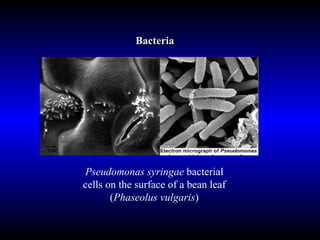 Bacteria Pseudomonas syringae  bacterial cells on the surface of a bean leaf ( Phaseolus vulgaris ) 