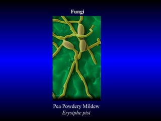 Fungi Pea Powdery Mildew Erysiphe pisi 