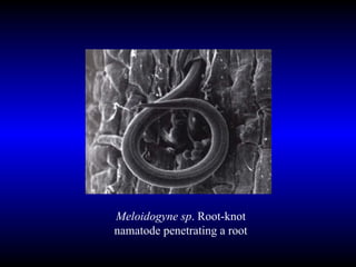 Meloidogyne   sp . Root-knot namatode penetrating a root 
