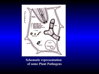 Schematic representation of some Plant Pathogens 