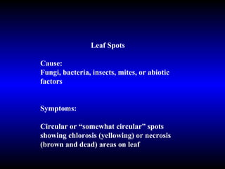 Leaf Spots Cause:  Fungi, bacteria, insects, mites, or abiotic factors Symptoms: Circular or “somewhat circular” spots showing chlorosis (yellowing) or necrosis (brown and dead) areas on leaf 