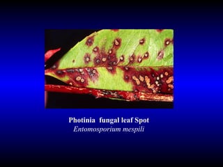 Photinia  fungal leaf Spot  Entomosporium mespili   