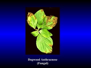Dogwood Anthracnose (Fungal) 