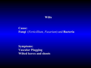 Wilts Cause: Fungi   ( Verticillium, Fusarium )   and  Bacteria   Symptoms: Vascular Plugging Wilted leaves and shoots  