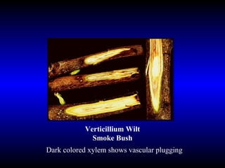 Verticillium Wilt Smoke Bush Dark colored xylem shows vascular plugging 