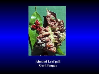 Almond Leaf gall Curl Fungus 