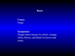 Rusts Cause: Fungi Symptoms: Fungal spore masses in yellow, orange, white, brown, and black on leaves and stems 