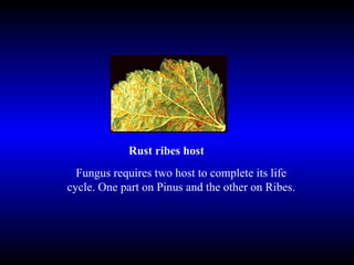 Rust ribes host Fungus requires two host to complete its life cycle. One part on Pinus and the other on Ribes. 