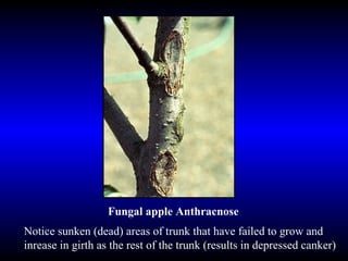 Fungal apple Anthracnose Notice sunken (dead) areas of trunk that have failed to grow and inrease in girth as the rest of the trunk (results in depressed canker) 