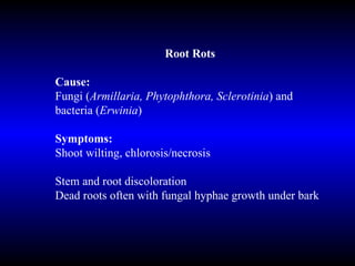 Root Rots Cause: Fungi ( Armillaria, Phytophthora, Sclerotinia ) and bacteria ( Erwinia ) Symptoms: Shoot wilting, chlorosis/necrosis Stem and root discoloration Dead roots often with fungal hyphae growth under bark  