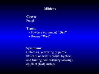Mildews Cause: Fungi  Types: - Powdery (common)  “Dry” -  Downy  “Wet” Symptoms: Chlorosis, yellowing or purple blotches on leaves. White hyphae and fruiting bodies (fuzzy looking) on plant (leaf) surface 