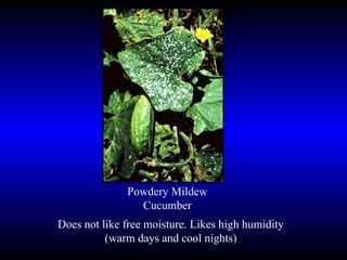 Powdery Mildew Cucumber Does not like free moisture. Likes high humidity (warm days and cool nights) 