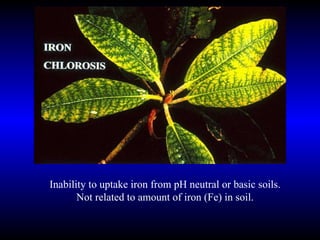 Inability to uptake iron from pH neutral or basic soils. Not related to amount of iron (Fe) in soil. 