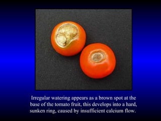 Irregular watering appears as a brown spot at the base of the tomato fruit, this develops into a hard, sunken ring, caused by insufficient calcium flow.  