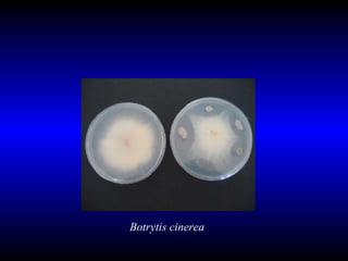 Botrytis cinerea 