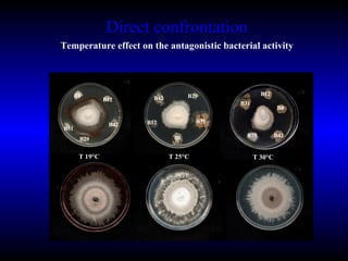 Direct confrontation Temperature effect on the antagonistic bacterial activity B31 B8 B29 B12 B42 B31 B12 B29 B42 B8 B8 B29 B42 B12 B31 T 19°C T 30°C T 25°C 