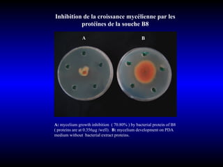 Inhibition de la croissance mycélienne par les protéines de la souche B8 A:  mycelium   growth inhibition  ( 70.80% ) by bacterial protein of B8 ( proteins are at 0.356µg /well).  B:  mycelium development on PDA  medium without  bacterial extract proteins. A B 