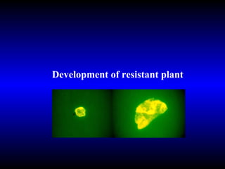 Development of resistant plant 