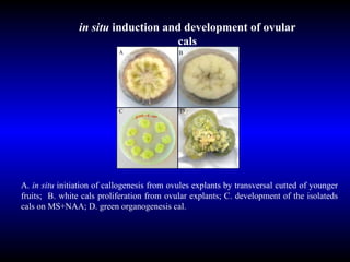 A.  in situ  initiation of callogenesis from ovules explants by transversal cutted of younger fruits;  B. white cals proliferation from ovular explants; C. development of the isolateds cals on MS+NAA; D. green organogenesis cal.  in situ  induction and development of ovular cals A B D C 