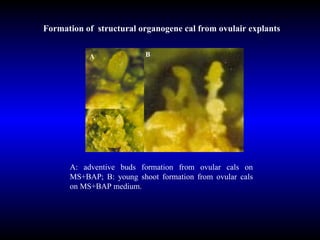 A :  adventive buds formation from ovular cals on MS+BAP; B :  young shoot formation from ovular cals on  MS+BAP medium .  Formation of  structural organogene cal from ovulair explants A B 