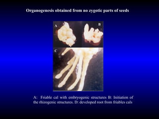 A :  Friable cal with embryogenic structures B :  Initiation of the rhizogenic structures. D :  developed root from friables cals Organogenesis obtained from no zygotic parts of seeds A B C 