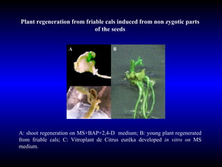 Plant regeneration from friable cals induced from non zygotic parts of the seeds A: shoot regeneration on MS+BAP+2,4-D  medium; B: young plant regenerated from friable cals; C: Vitroplant de Citrus eurêka developed  in vitro on  MS medium. B A C 