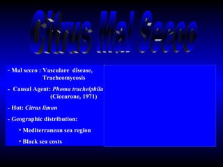 Mal secco  :  Vasculare  disease,      Tracheomycosis -  Causal Agent:  Phoma tracheiphila    (Ciccarone, 1971) - Hot:  Citrus limon - Geographic distribution: Mediterranean  sea region Black sea costs Citrus Mal Secoo 