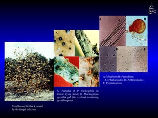 A: Pycnidia of  P. tracheiphila  on lemon dying shoot; B: M ucilaginous pycnidia  gel  (the cyrrhus) containing   pycnidiospores. A: Mycelium; B: Pycnidium;  C: Phialoconidia; D: Arthroconidia; E: Pycnidiospores Total lemon diedback caused by the fungal infection A D B C E A B 