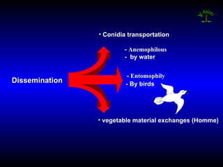 Dissemination Conidia transportation   -  Anemophilous   -  by water  -  Entomophily   vegetable material exchanges (Homme) - By birds 