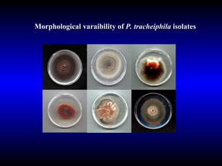 Morphological varaibility of  P. tracheiphila  isolates 