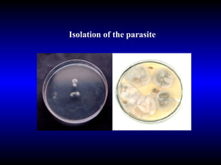 Isolation of the parasite 